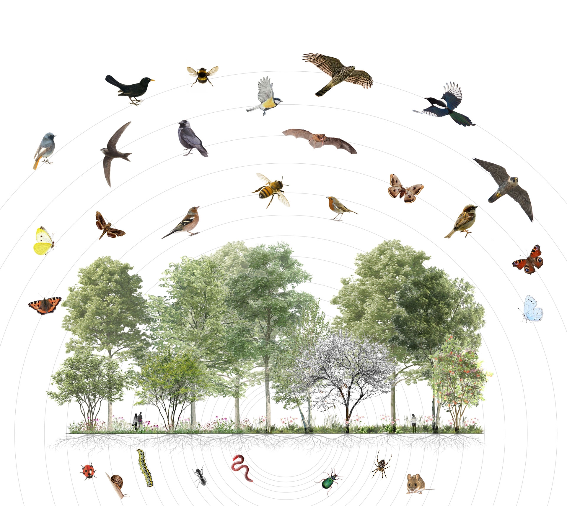 Schema Biodiversiteit