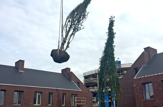 Planting trees at Lindenkruis Maastricht