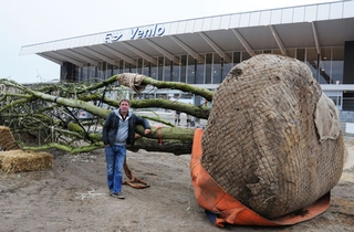 boom geplant op Stationsplein Venlo