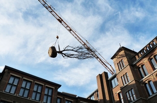 notenboom geplant in patiotuin Museumkwartier
