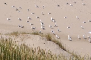 MTD selected to design the beach ramps of Texel