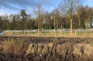 Start aanplant pastorale landschapselementen Wilhelminapark Boxtel