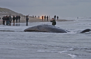 Whale watchers at post 12, den Hoorn Texel