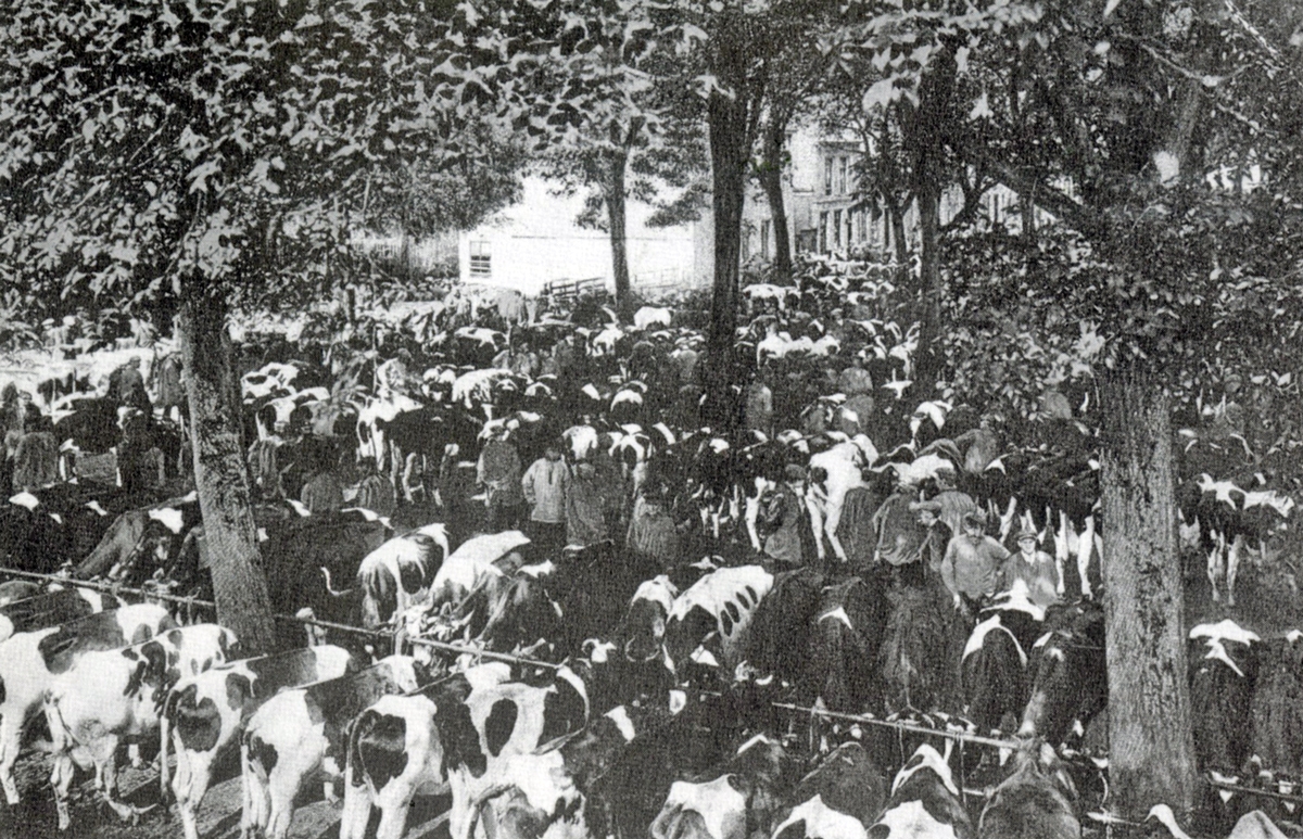 Koemarkt Purmerend