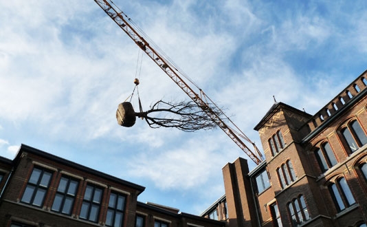 notenboom geplant in patiotuin Museumkwartier