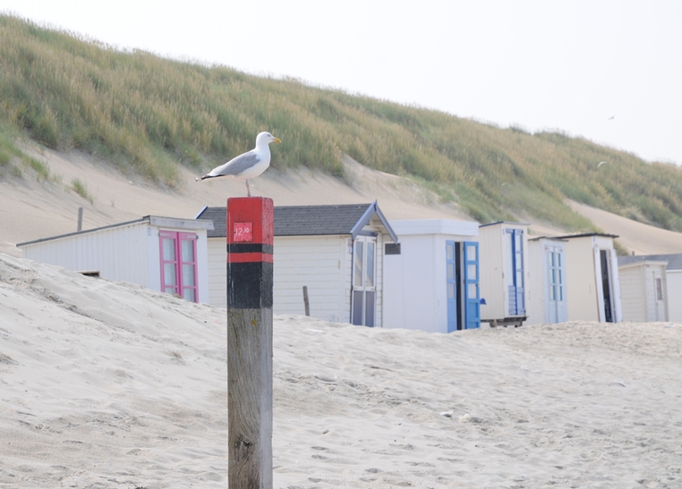 Whale watchers at post 12, den Hoorn Texel