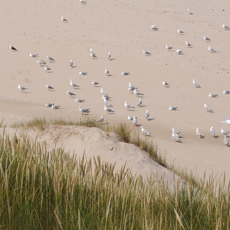 MTD selected to design the beach ramps of Texel