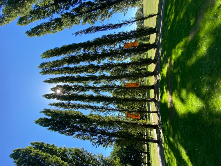 populierencirkel Zuiderpark