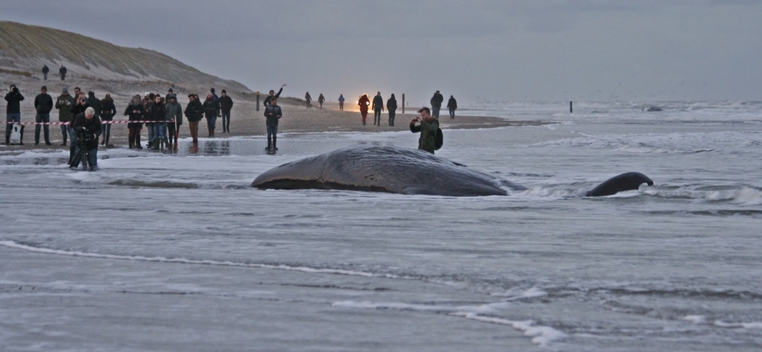 Whale watchers at post 12, den Hoorn Texel