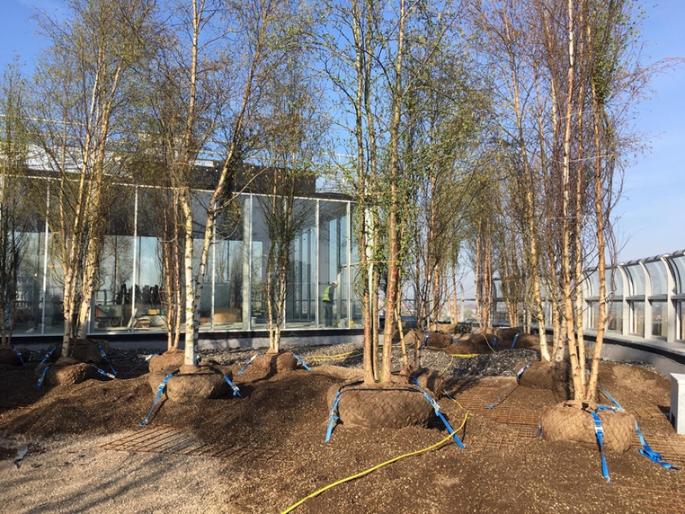 het bos op het dak van het Collectiegebouw gehesen….!!!